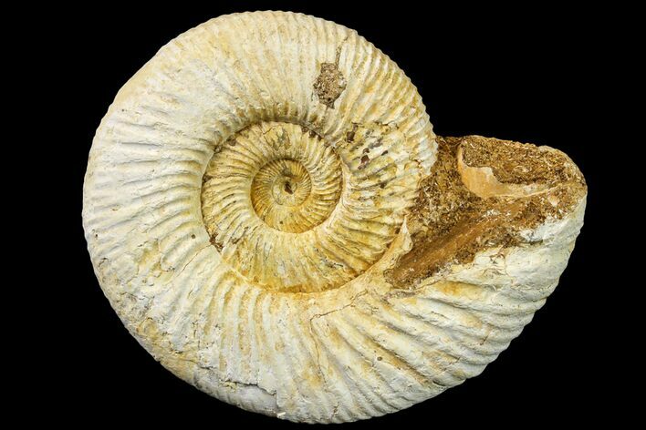 Jurassic Ammonite (Perisphinctes) Fossil - Madagascar #161764